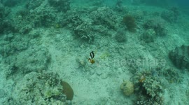 Finding Nemo ... while free-diving in the Philippines
