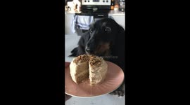 Dachshund Goes Crazy for Birthday Cake