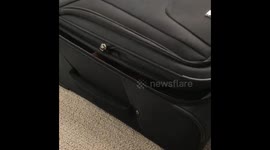 Dachshund puppy hiding in suitcase