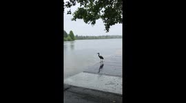 Heron walking at lake in the rain