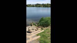 Geese herding baby geese into lake