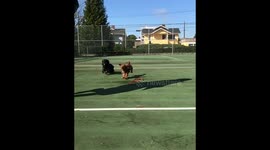 Dachshunds running on tennis court slow motion