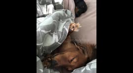 Two dachshunds tucked into bed