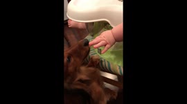 Dachshund puppy licking baby fingers