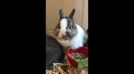 Baby bunny wiggles nose while eating