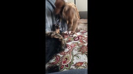 Dachshund puppy play fighting with brother
