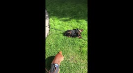 Dachshund rolls enthusiastically in grass