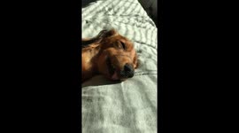 Sleepy dachshund licking lips