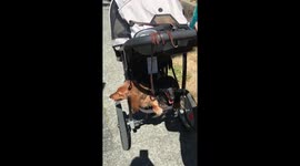 Two dogs riding in stroller
