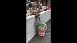 Llama sneaks a snack over the zoo wall
