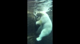 Polar bear underwater scratching itchy ear