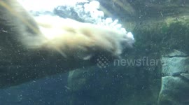 Close up of polar bear swimming at zoo