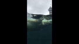 Polar bear swimming at zoo