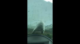 Polar bear view from below shaking off the rain