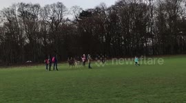 Deer antagonises family to leave Phoenix Park