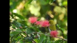 Birds Of Uttarakhand ( Chasing Pugmarks Birding Tour)