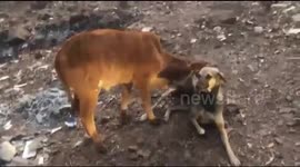 Dog breastfeeds calf after mother cow falls sick from eating plastic