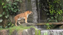 A beautiful tiger relaxing by a waterfall.