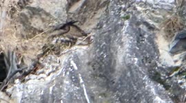 rare Eurasian Eagle-Owl sleepy during snowy afternoon