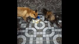 Greedy fox doesn't want to share any food with the cat