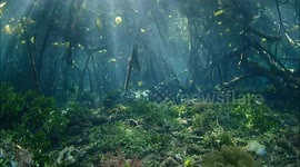 amazing place where the ocean means the mangrove