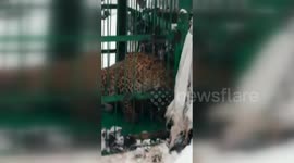 Leopard trapped in a cage in Kashmir India