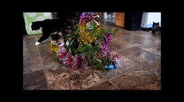 Cat and Christmas Tree Gone Wild