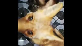 Cute fox loves to show affection to cat brother