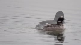 Bufflehead on the fraser river