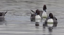 Northern pintailed ducks