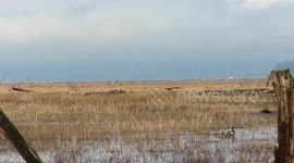 Juvenile bald eagle plucks vole from marsh to eat on post!