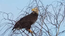 Bald eagle calling
