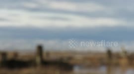 Bald eagle flies amid snowgeese