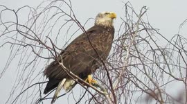 Bald eagle with prey stained beak