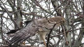 Northern Harrier stretching