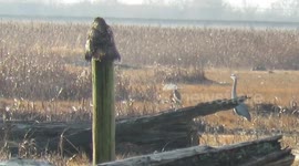 Red Tailed Hawk flaring her tail and wings to dry them in the sun