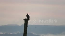 Red tailed Hawk and snowgeese