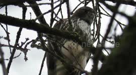 Red Tailed Hawk above my head