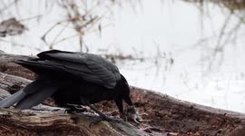 Crow with prey