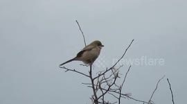 Northern shrike