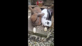 Rabbits eating bannana