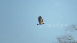 Young bald eagle