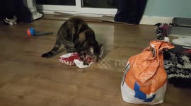 Cat playing with bag