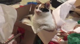Cat sits like human