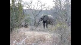 Elephant Funeral during a Safari with Tim Brown Tours