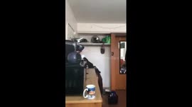 Coffee cup toss challenge
