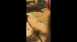 Squirrel