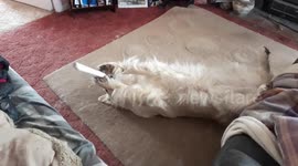 Funny moment dog realised she was being filmed while chewing cardboard tube