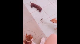 The gecko fighting with three dogs