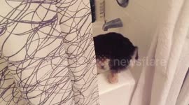 Dog jumps into shower all on his own